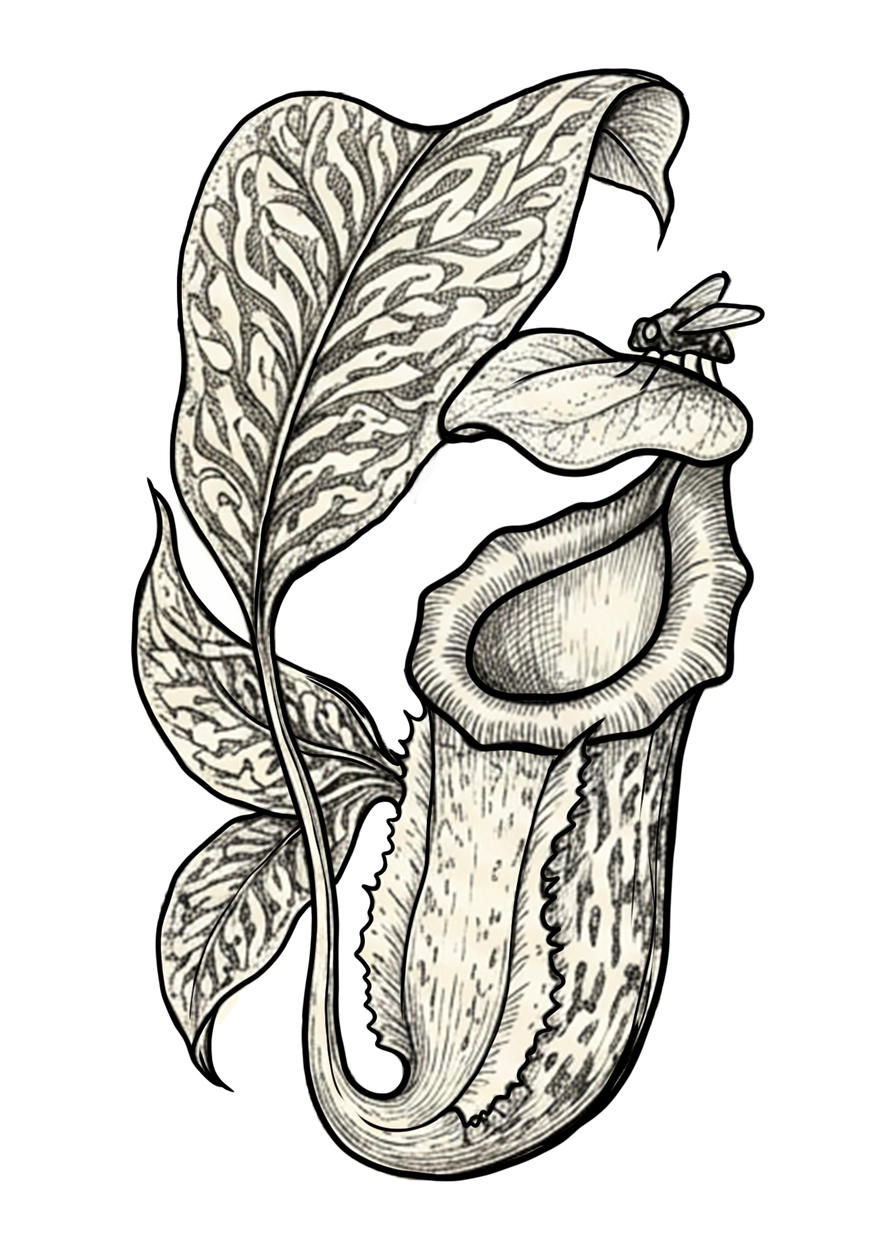 Przyciąganie ofiary